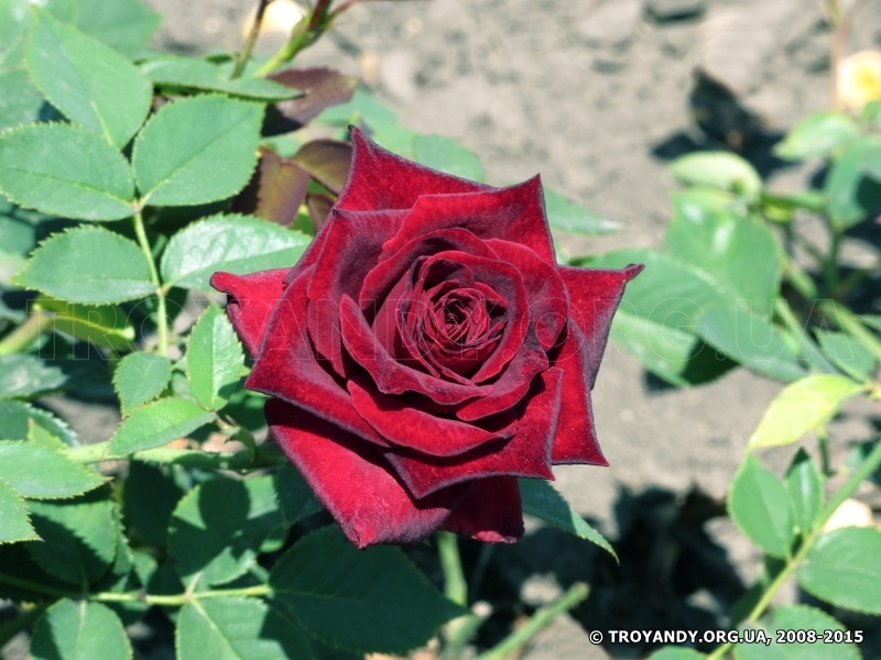 Black Baccara